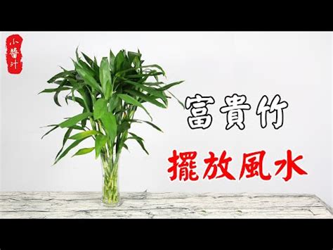 武竹風水